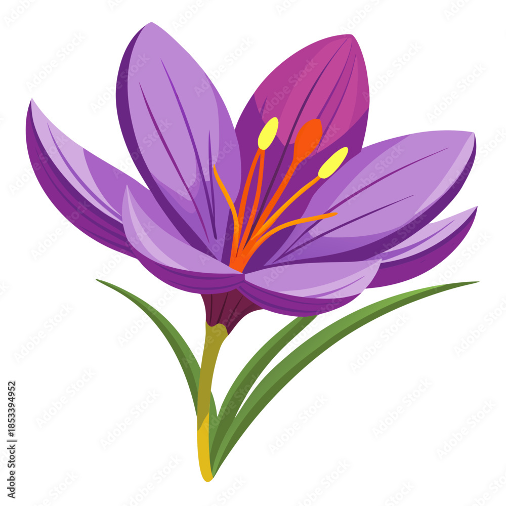 Fototapeta premium Vibrant purple crocus flower in full bloom with green leaves