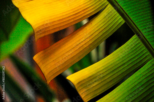Banana Tree Leaves 