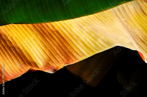 Banana Tree Leaves 