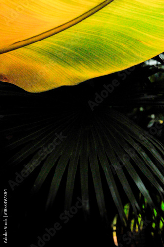 Banana Tree Leaves 