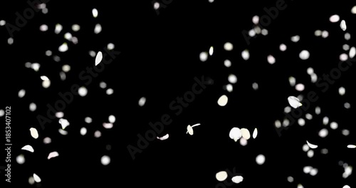 White flower petals sway in the wind. Isolated on black background. 4K 3D rendering loop animation.