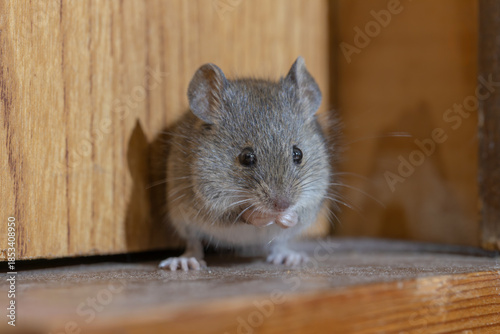 家の中のハツカネズミ