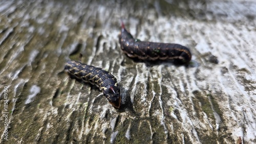 Caterpillar on the ground