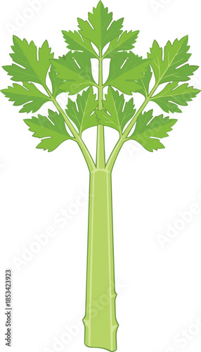 Illustration of a fresh green celery stalk with leaves on a white background Keywords: celery, stalk, stem, leaves, green