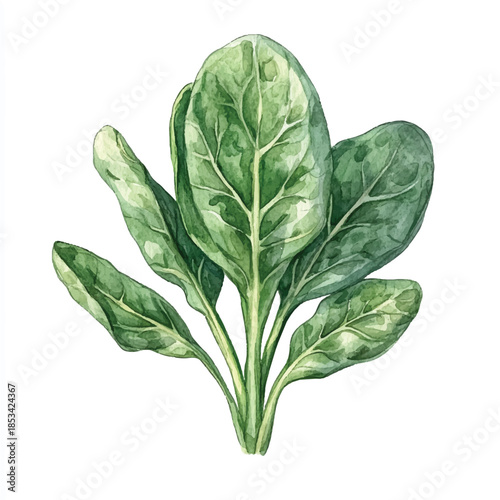 Vibrant Watercolor Spinach Plant Illustration on White Background.