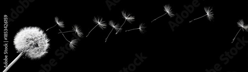 Dandelion seeds dispersing in the wind against a dark background