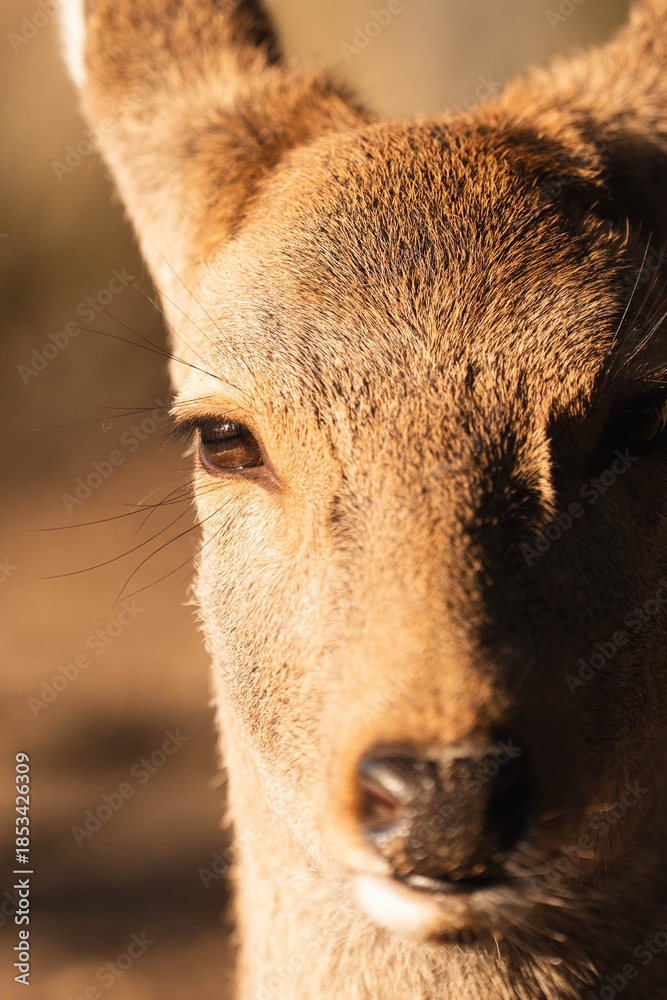 Fototapeta premium Close up portrait of wild deer in warm golden light