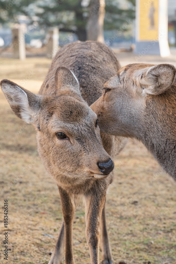 Fototapeta premium Two wild deer showing gentle interaction in natural setting