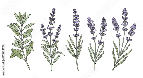 A beautiful botanical set of hand-drawn sage and lavender branches with a delicate stitched line effect. This elegant vector collection of herbs is perfect for aromatherapy and wellness designs.