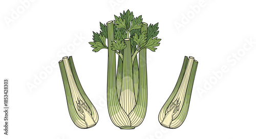 A detailed, hand-drawn illustration of whole and sliced celery stalks in a vintage engraving or woodcut style. This botanical vector graphic is perfect for culinary and healthy food designs.