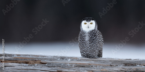 Wallpaper Mural Bird prey log perched snowy white owl wildlife animal winter snow forest nature wild animal sitting watching alert eye head beak feather branch wood natural light outdoors habitat portrait animal Torontodigital.ca
