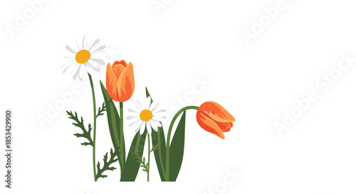 Beautiful and simple bouquet of orange tulips and white daisy flowers with green leaves isolated on a plain white background.