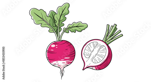 A hand-drawn illustration of a whole and a halved red radish with green leaves, showing the detailed inner texture.