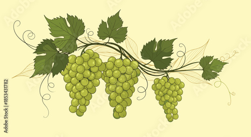 An elegant vintage-style illustration of a grapevine with three lush bunches of green grapes and detailed leaves and tendrils.