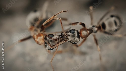 Two ants clasped their jaws and are fighting close-up macro 4K