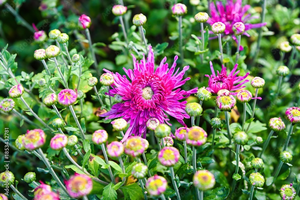 Obraz premium Blooming chrysanthemum Lana with bright magenta spider flowers surrounded by green buds and foliage. Ornamental garden plant growing outdoors
