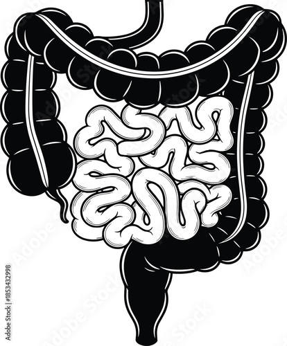 Human digestive system anatomy illustration showing large and small intestine structure, medical gastrointestinal organ vector artwork in detailed black and white style