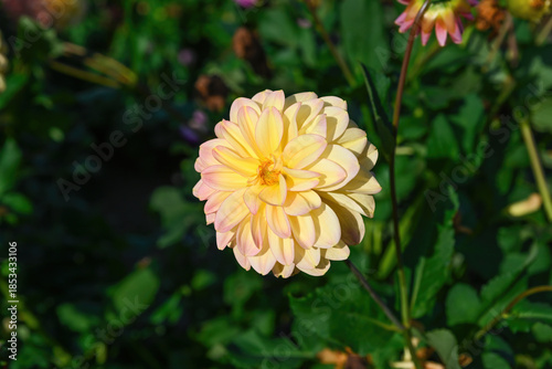 Soft yellow dahlia flower with delicate pastel pink petals blooming in a garden, close up floral detail with natural green background and sunlight