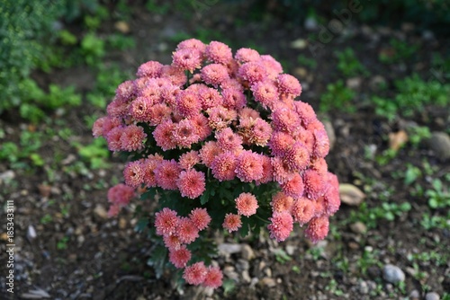 Pink chrysanthemum Branhill Cherry blooming outdoors in autumn garden, rounded flower heads with many petals, natural light, shallow depth of field
