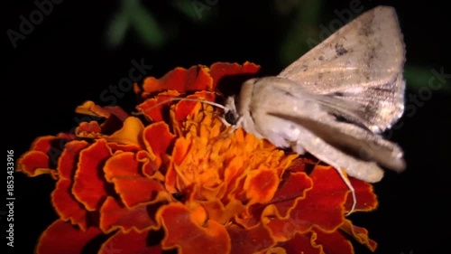 A close-up 4K shot of an Old World bollworm moth (Helicoverpa armigera) feeding on nectar from a vibrant French marigold flower (Tagetes patula) illuminated in the dark