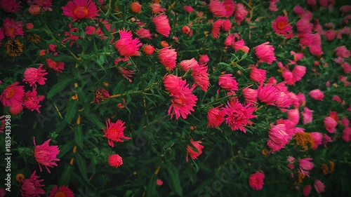 Timelapse of red aster flowers slowly closing at the end of the summer day, smooth camera movement 4K