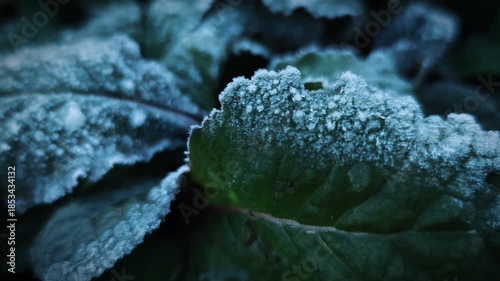 White frost on green plant leaves early in the morning cinematic close-up  4K