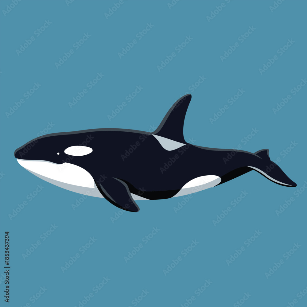 Fototapeta premium Killer Whale, Orca Swimming - Animal Character Vector Illustration 