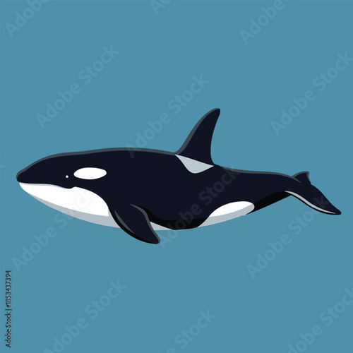 Killer Whale, Orca Swimming - Animal Character Vector Illustration 