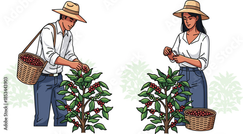 Coffee harvest in tropical farm, farmers picking ripe cherries, manual labor, agriculture, plantation, organic beans, rural lifestyle, sustainable farming