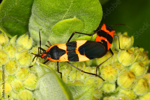 Milkweed Bug (Oncopeltus fasciatus) in an Illinois prairie