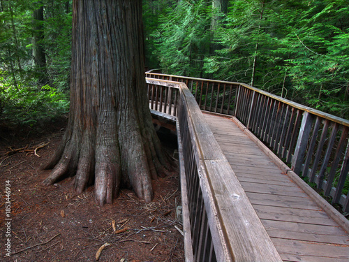 Trail of the Cedars at Glacier National Park Montana