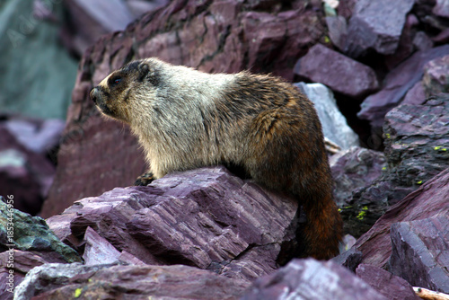Hoary Marmot (Marmota caligata)