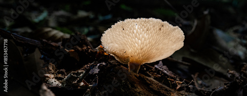 Billede på lærred Hongo blanco texturizado creciendo sobre tronco en penumbra del bosque