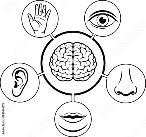 Human brain with five senses icons diagram showing touch sight hearing smell and speech concept black line vector illustration