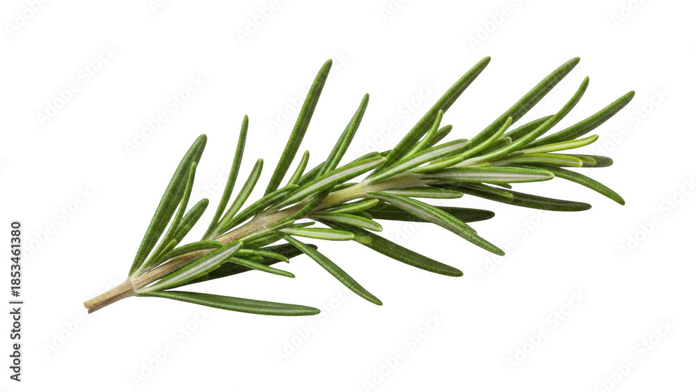 Fototapeta premium Fresh rosemary sprig