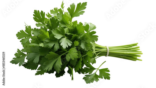 Fresh parsley bundle on white background