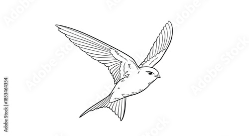 A detailed sketch of a swift bird in mid-flight showing its wings outstretched.