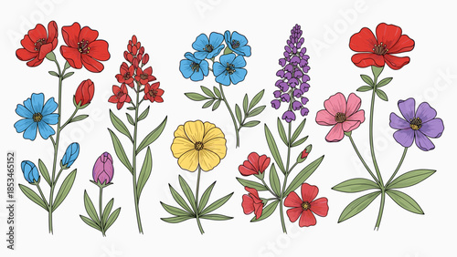 Hand-drawn colorful wild garden flowers vector set. Botanical illustration of diverse blooming plants and blossoms.