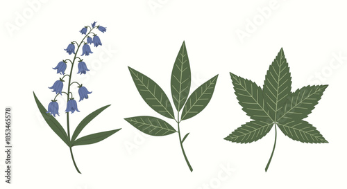 A delicate illustration of bluebells and two types of green leaves.