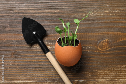 Egg shell with seedlings an...