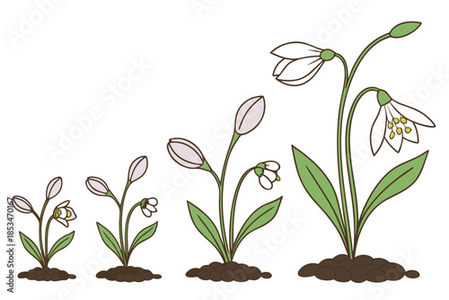 Flower Growth Stages Illustration  Flat Vector  Pu (1) Vector Illustration