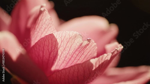 Pink Lotus Flower Petals Macro View.