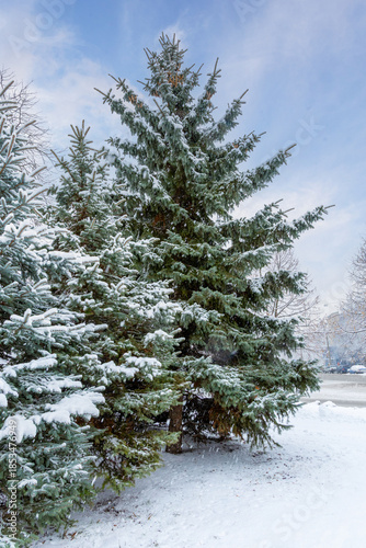 Snow Covered Fir Tree Branches in Winter