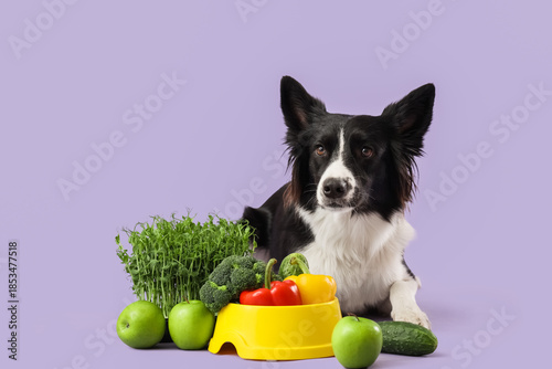 Border Collie dog with feed...