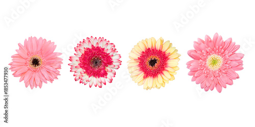 top view of beautiful natural Gerbera flower collection isolated on white background including clipping path