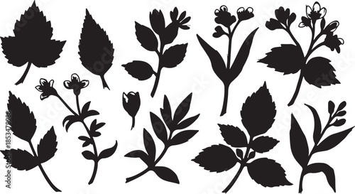 Black Silhouette of Various Leaves and Flowers Isolated on White Background