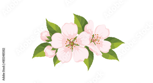 Beautiful pink apple blossom flowers with fresh green leaves and delicate buds isolated on a clean white background for spring design.