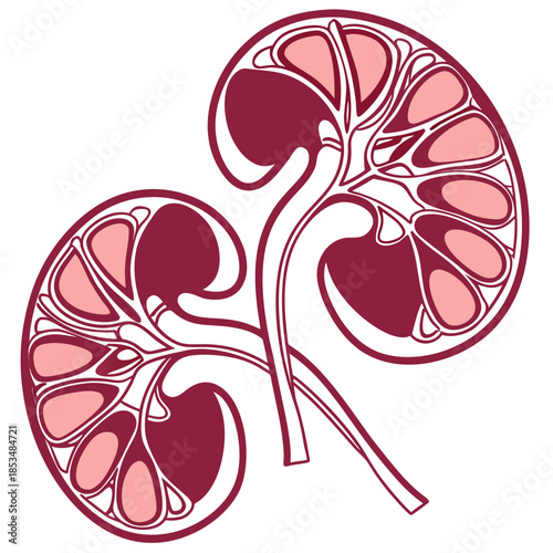 Illustration of paired human kidneys in burgundy rose color