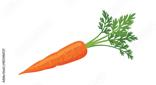 Fresh and vibrant orange carrot with lush green leafy tops, depicted in a realistic and detailed illustration on a white background.