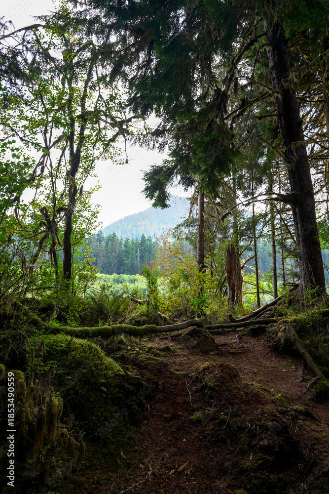 Obraz premium Wooded Trail